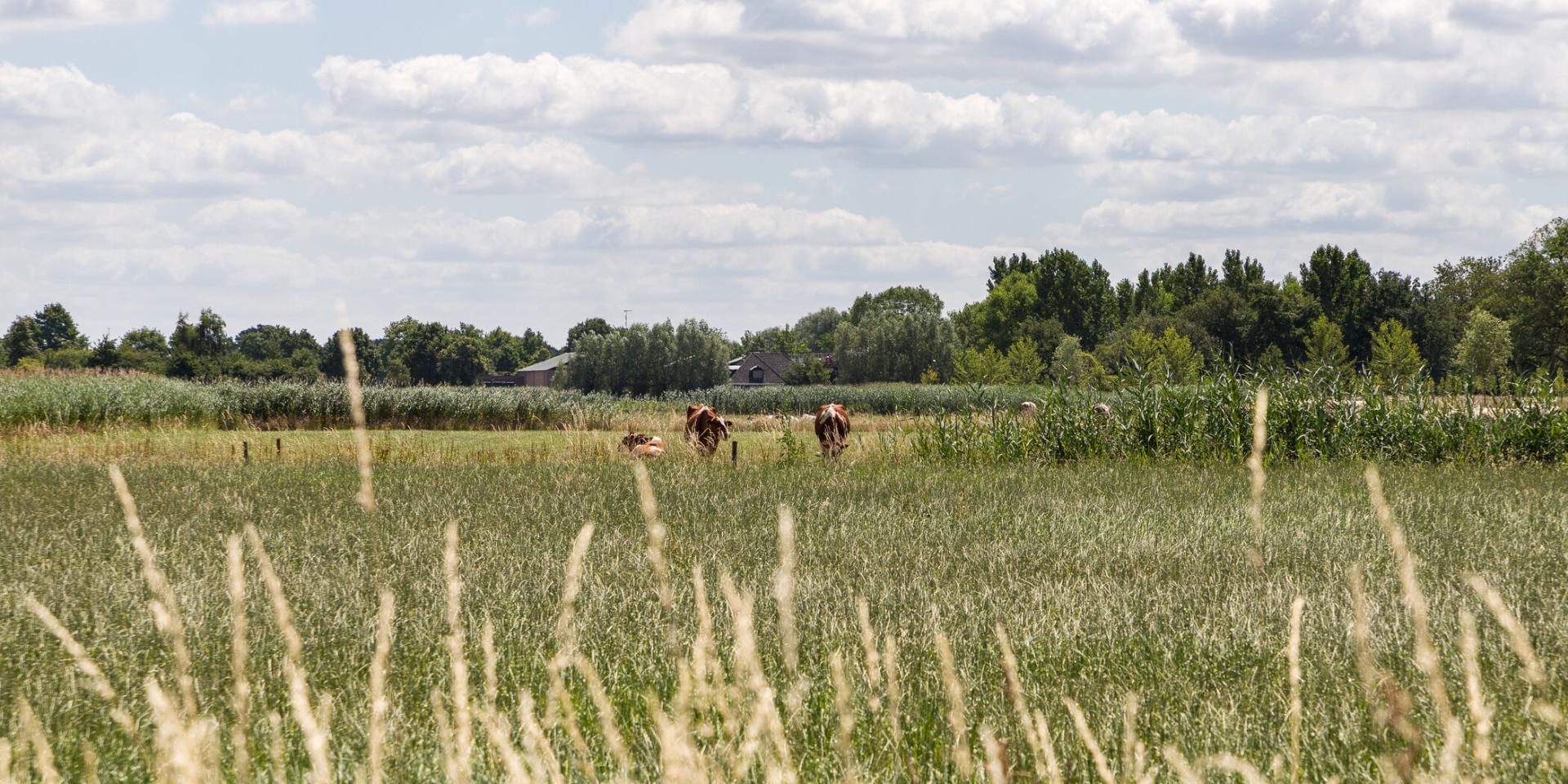 Gemert-Bakel investeert 1 miljoen euro in transitie buitengebied: van leegstand naar perspectief