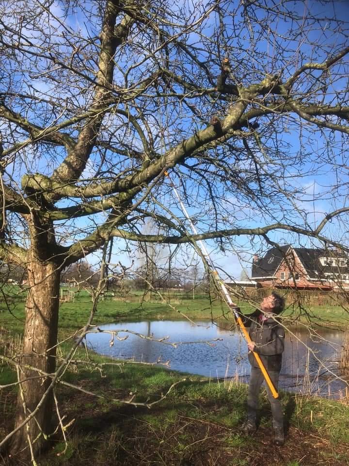 man is een fruitboom aan het snoeien met een zaag aan een lange stok
