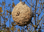 Vergroot afbeelding: een zomernest van de Aziatische hoornaar. Het nest hang in een boom.