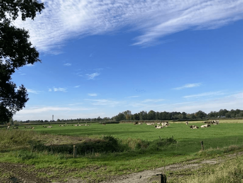 Vergroot afbeelding: landschap met daarop links een stukje van een boom en in de verte een aantal koeien.