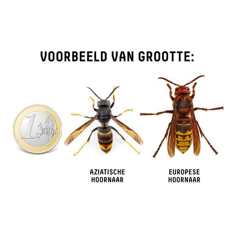 Vergroot afbeelding: aan de linkerkant een 1-euromunt, daarnaast de Aziatische hoornaar en daarnaast de Europese hoornaar. Op deze afbeelding is het verschil in grootte goed te zien.