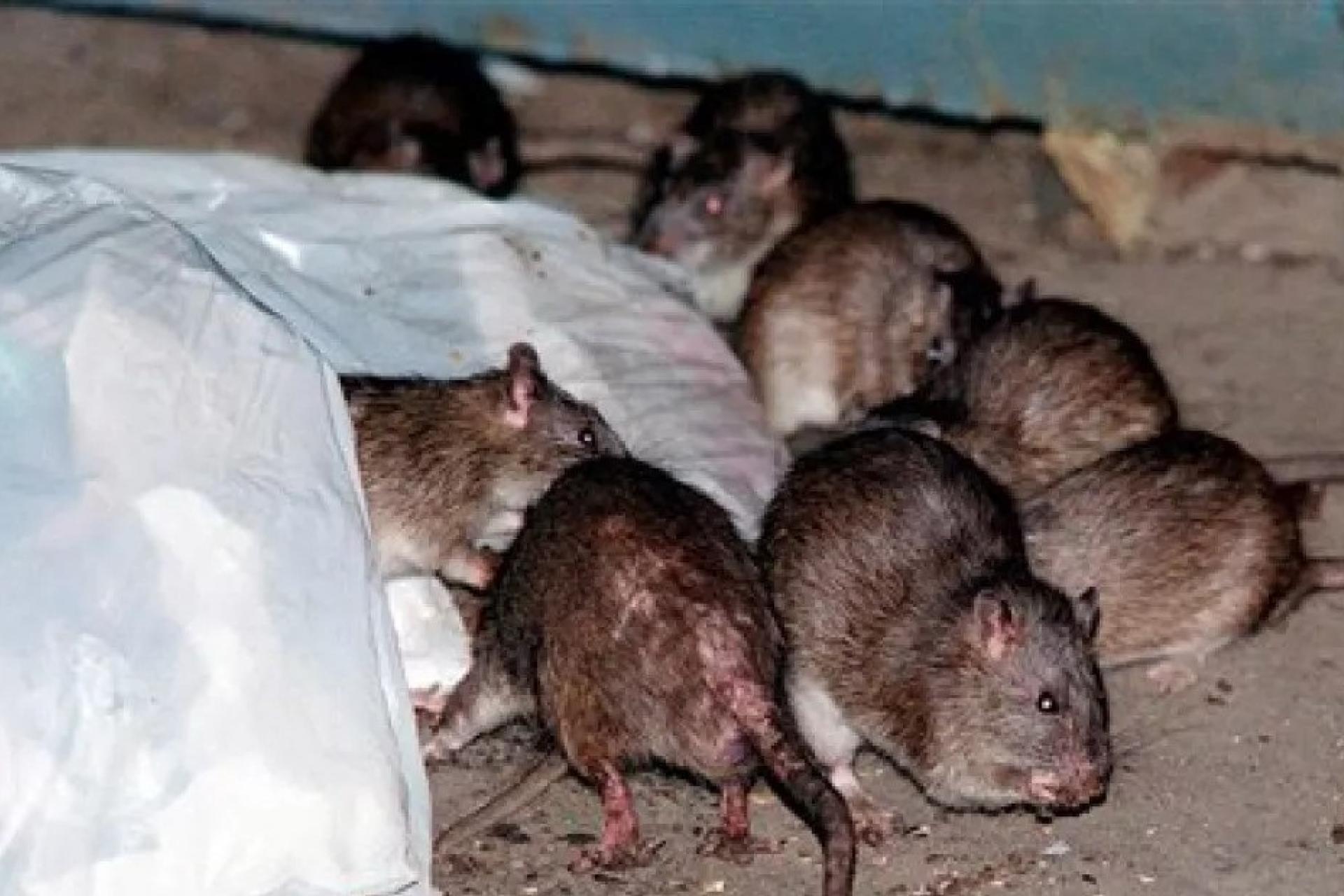 ratten bij een opengescheurde vuilniszak